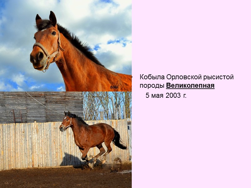 Кобыла Орловской рысистой породы Великолепная         5